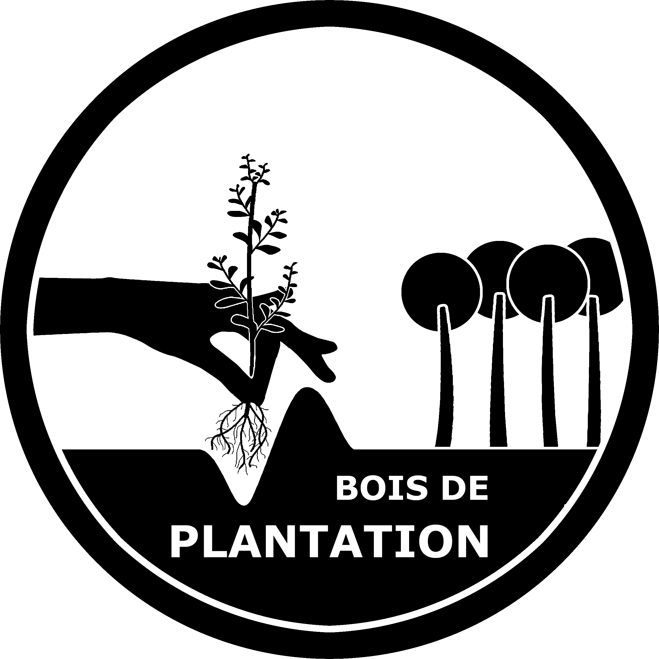 Bois de plantation
